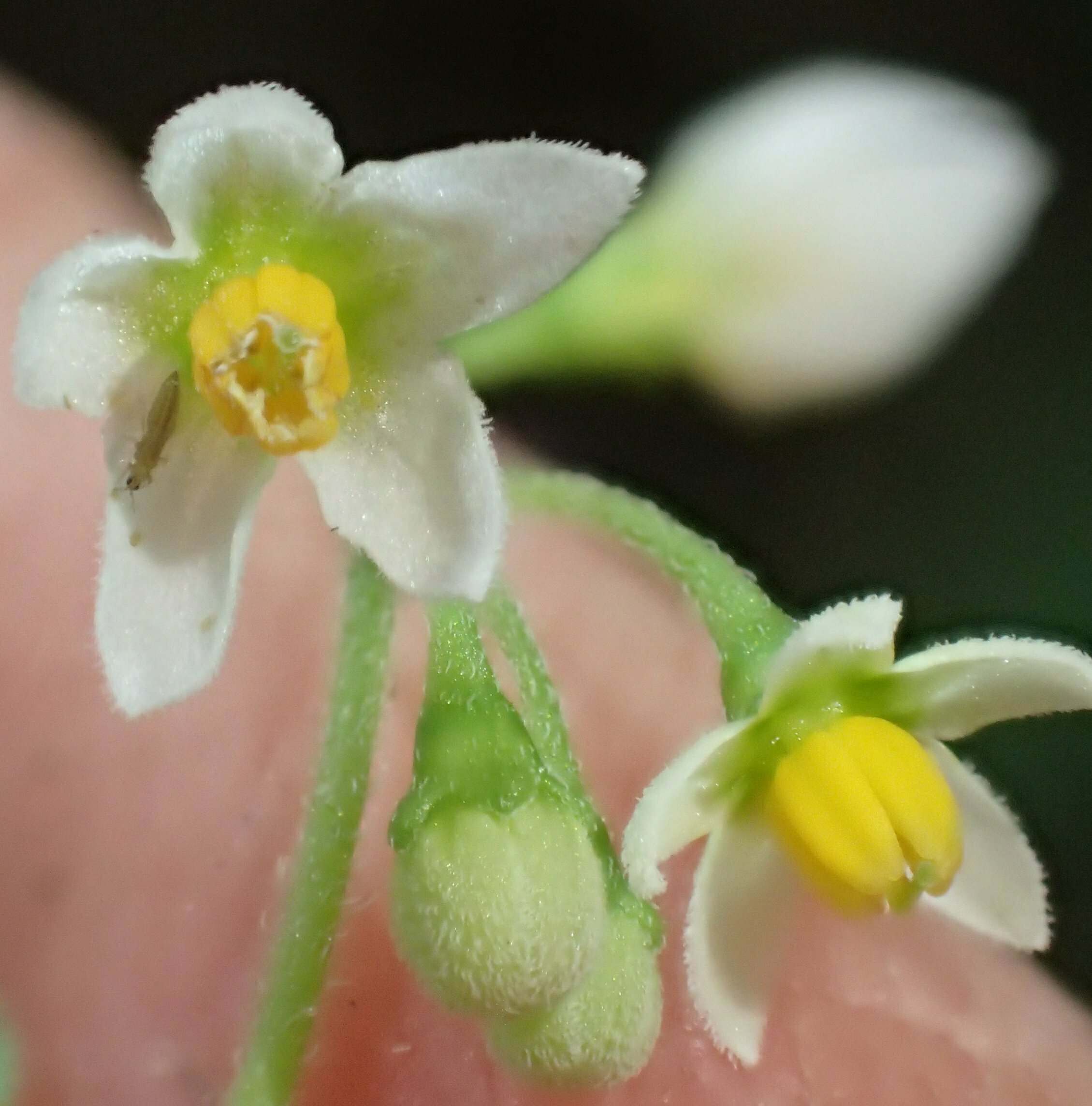 High Resolution Solanum nigrum Flower